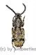 Anthribidae spec. #12 ( 10 – 14 )