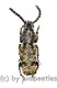 Anthribidae spec. #12 ( 10 – 14 )