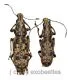 Anthribidae spec. #14 ( M 15 – 19 )