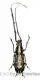 Anthribidae spec. #15 ( 15 – 19 )