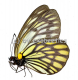 Aporia gigantea gigantea A2