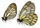 Aporia gigantea gigantea A1/A-