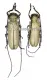 Apriona rixator ( M 30 - 44 ) A2