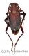 Apterocaulus heterogema germaini ( 30 – 34 )