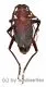Apterocaulus heterogema germaini ( 35 – 39 )