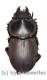 Apterodorcus bacchus ( 25 – 29 )