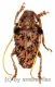 Aristobia horridula ( 25 – 29 ) A1-