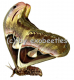 Attacus atlas A2