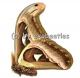 Attacus atlas
