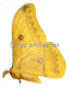 Aurivillius spec. A1/A-