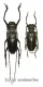 Batocera laena gracilis ( M 50 – 54 )