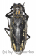 Batocera lineolata ( 45 – 49 )