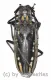 Batocera lineolata ( 45 – 49 )
