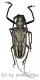 Batocera lineolata ( 50 – 54 )