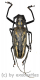 Batocera lineolata ( 45 – 49 )
