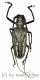 Batocera lineolata ( 40 – 44 )