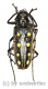 Batocera parryi ( 45 – 49 )