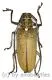 Batocera rufomaculata ( 50 – 54 )