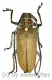 Batocera rufomaculata ( M 50 – 54 ) A2