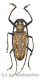 Batocera victoriana ( 50 – 54 ) A1-