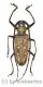 Batocera victoriana ( 60 – 64 ) A1-