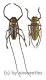 Batocera wallacei wallacei ( M 65 – 69 )