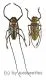 Batocera wallacei wallacei ( M 65 – 69 )