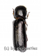 Bostrichidae spec. #1 ( 10 – 15 )