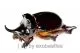 Bothynus lancifer ( 35 – 39 )