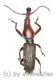 Brentidae spec. #9 ( 25 - 29 )