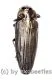 Buprestidae spec. #6 ( 15 – 19 )