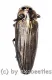 Buprestidae spec. #6 ( 15 – 19 )