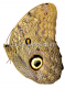 Caligo eurilochus livius