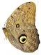Caligo eurilochus livius