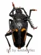 Calocomus desmaresti desmaresti ( 25 – 29 )
