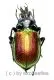 Calosoma ( Calosoma ) sycophanta ( 20 – 29 ) A1-