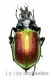 Calosoma ( Calosoma ) sycophanta ( 20 – 29 )