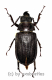 Cantharocnemis spec. ( 50 – 54 ) A2
