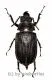 Cantharocnemis spec. ( 50 – 54 ) A2