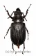 Cantharocnemis spec. ( 50 – 54 ) A2