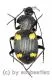 Carabidae spec. #15 ( 20 – 24 ) A2
