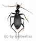 Carabidae spec. #25 ( 20 – 24 ) A2