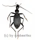 Carabidae spec. #25 ( 20 – 24 )
