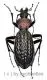 Carabus ( Apotomopterus ) arrowi hector ( 30 – 34 )