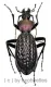 Carabus ( Apotomopterus ) arrowi hector