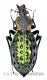 Carabus ( Coptolabrus ) augustus augustus ( 40 – 44 )
