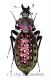 Carabus ( Coptolabrus ) augustus yangminshanicu