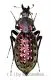 Carabus ( Coptolabrus ) augustus yangminshanicu ( 35 – 39 )