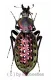 Carabus ( Coptolabrus ) augustus yangminshanicu