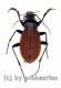 Carabus ( Aulonocarabus ) canaliculatus jankowskiellus ( 30 - 34 )